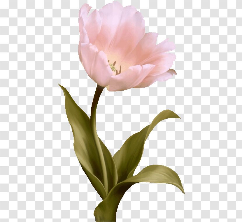 Tulip Flower Pink - Tulips Transparent PNG