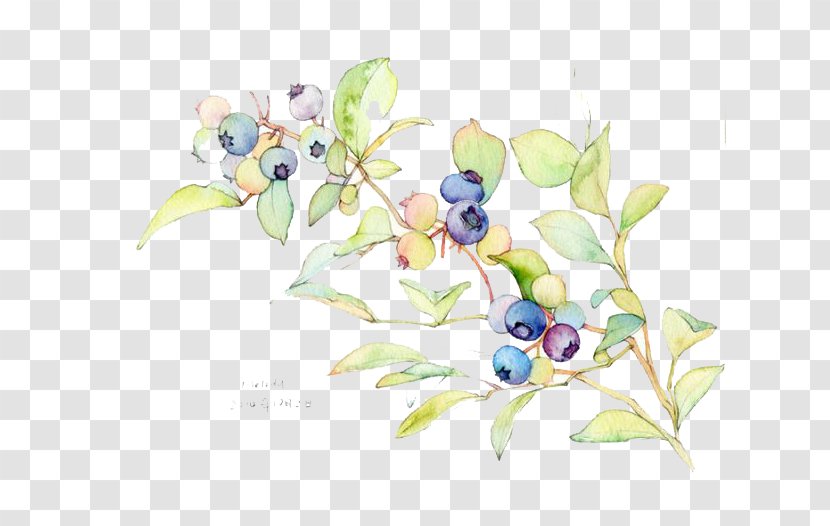 Watercolor Painting Blueberry Illustration - Blueberries Transparent PNG