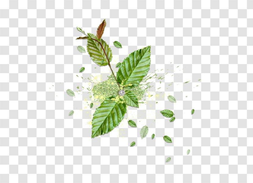 Leaf Reinigungswasser Green U6d17u8138 - Face Transparent PNG