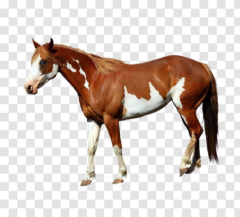 American Paint Horse Mangalarga Marchador Foal Standing - HORS Transparent PNG