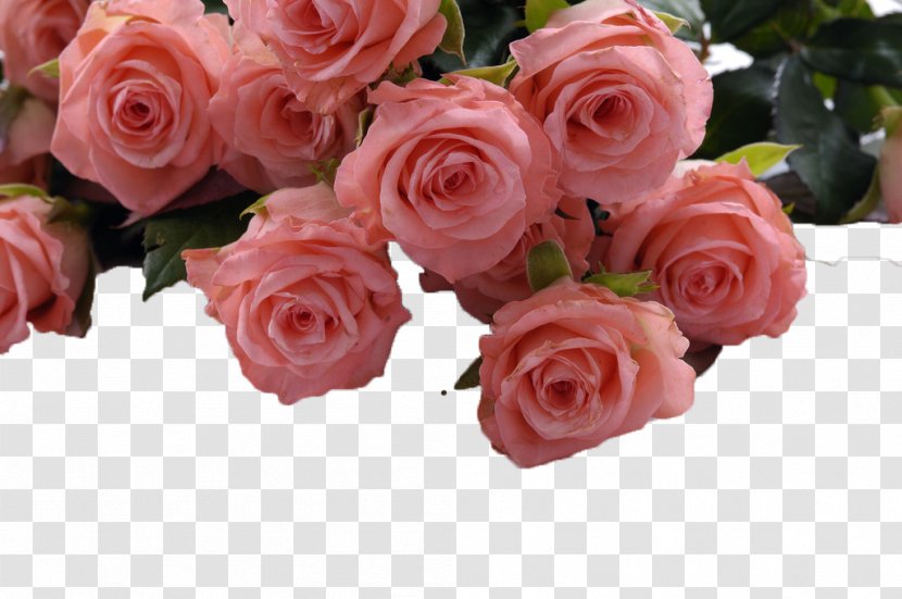 Beach Rose Flower Garden Roses Fototapet International Womens Day - Order - Pink Transparent PNG
