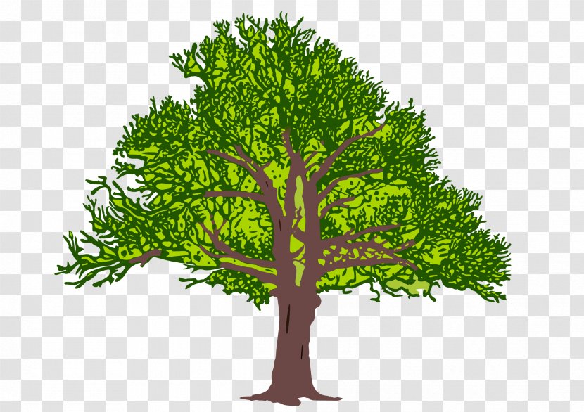 Tree Stock Photography Clip Art - Branch Transparent PNG