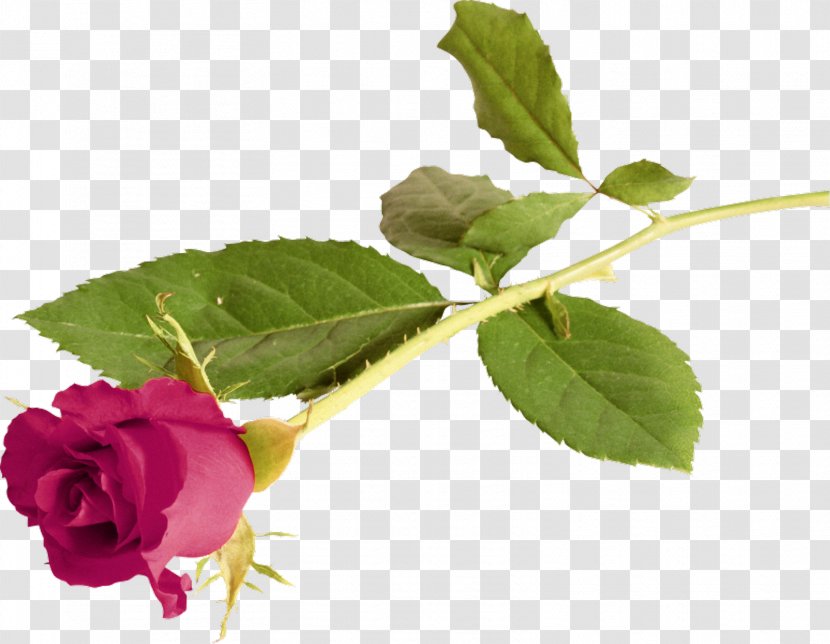 Rose Love Flower Gratitude - Family - Lilac Transparent PNG