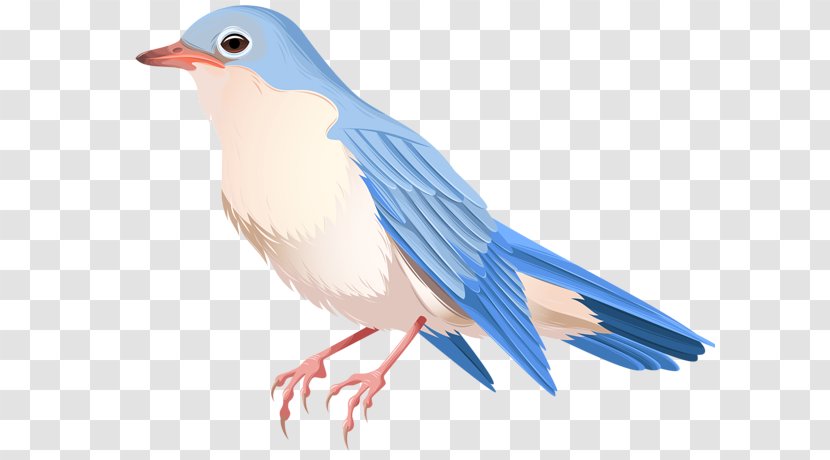 Bird Common Nightingale - Blue Jay Transparent PNG