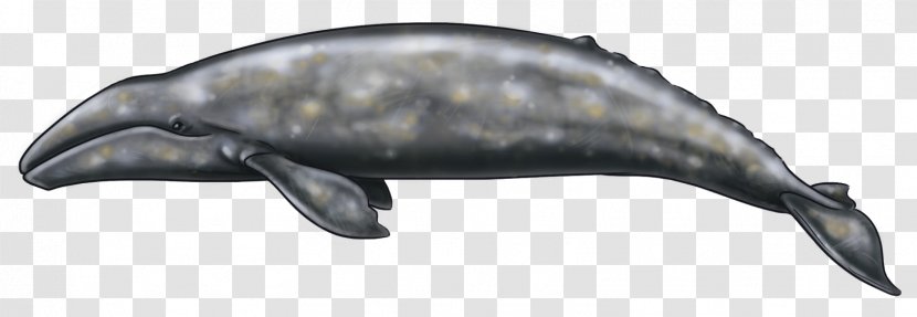 Dolphin Alaska Art Blog - Whales Dolphins And Porpoises - Grey Whale Transparent PNG