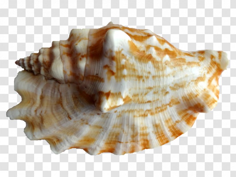 Cockle Shankha Conchology Seashell - Sea - Conch Transparent PNG