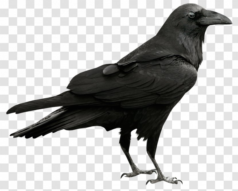Common Raven Clip Art - American Crow - Transparent Picture Transparent PNG