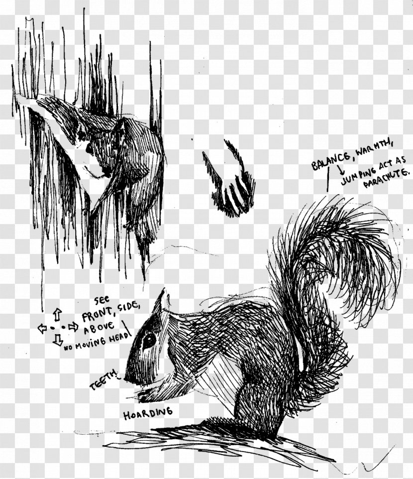 Squirrel Porcupine Canidae Dog Fauna - Vertebrate - Shoal Of Fish Transparent PNG