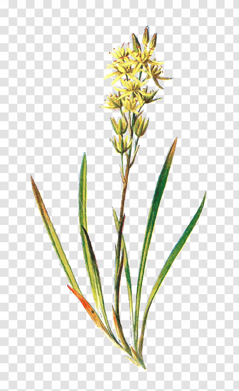Asphodel, That Greeny Flower Asphodelus Albus Plant - Lithography - Illustration Transparent PNG