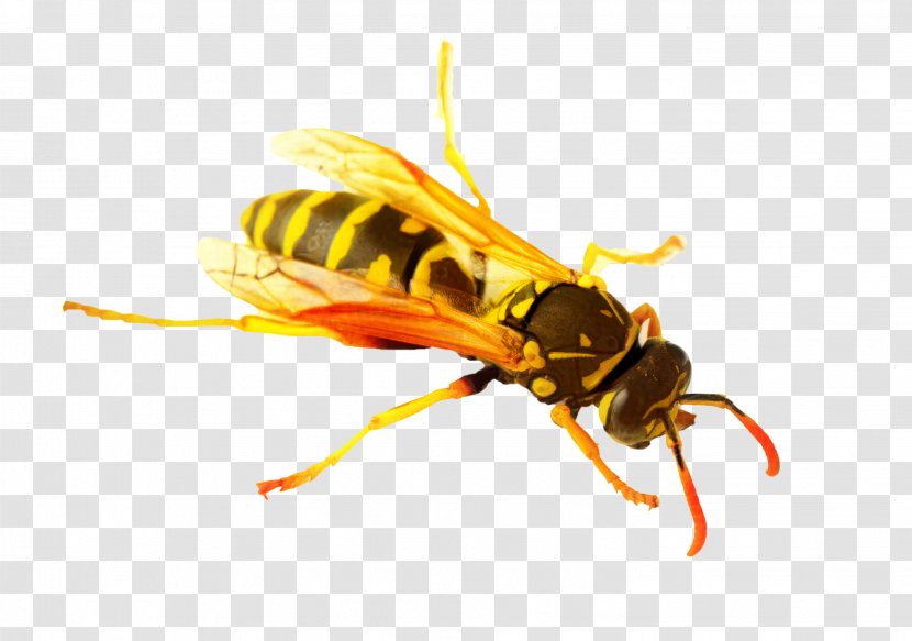 Bee Cartoon - Pest - Netwinged Insects Fly Transparent PNG