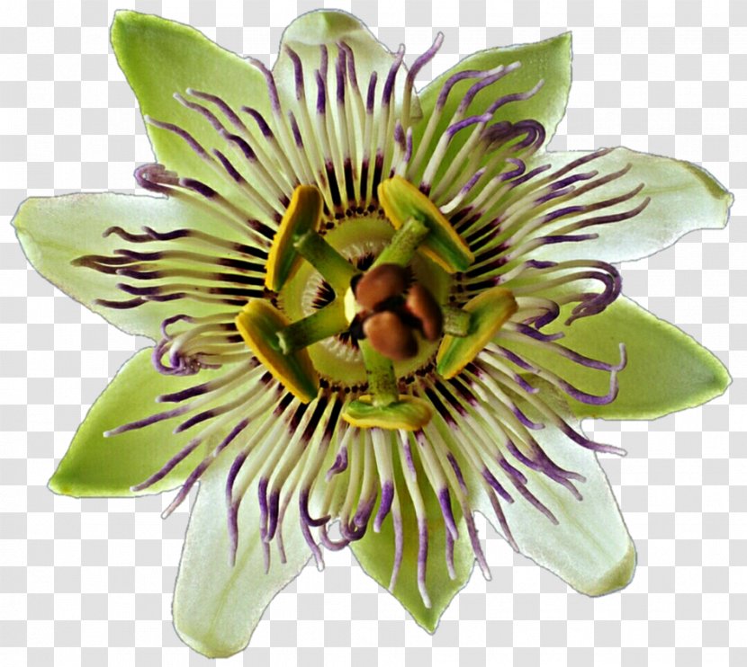 Flower Passion Flowering Plant Family Purple Passionflower - Fruit - Wildflower Transparent PNG
