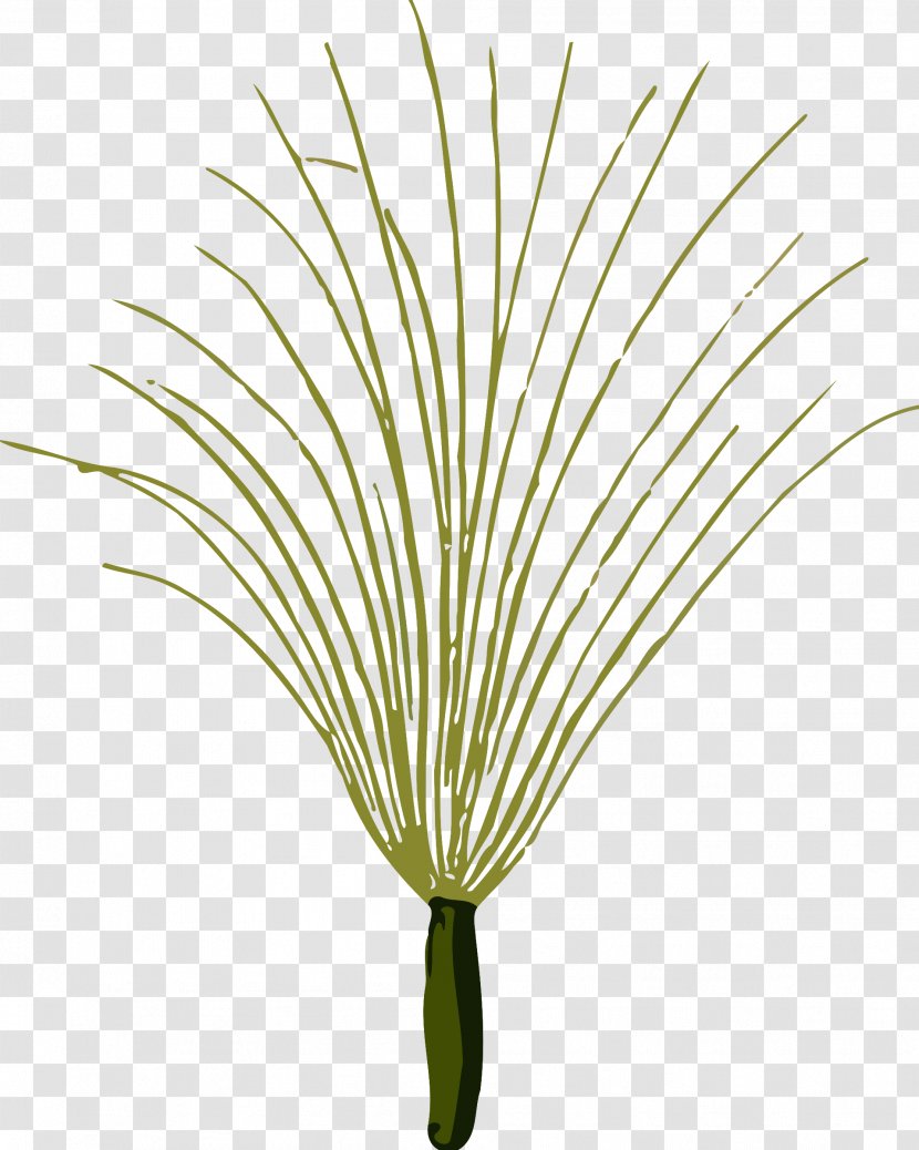 Tree Plant Stem Leaf Branch Grasses - Flower - Seeds Transparent PNG