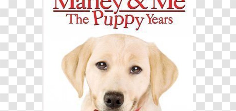 Puppy Marley & Me: Life And Love With The World's Worst Dog Labrador Retriever Film - Breed Group Transparent PNG