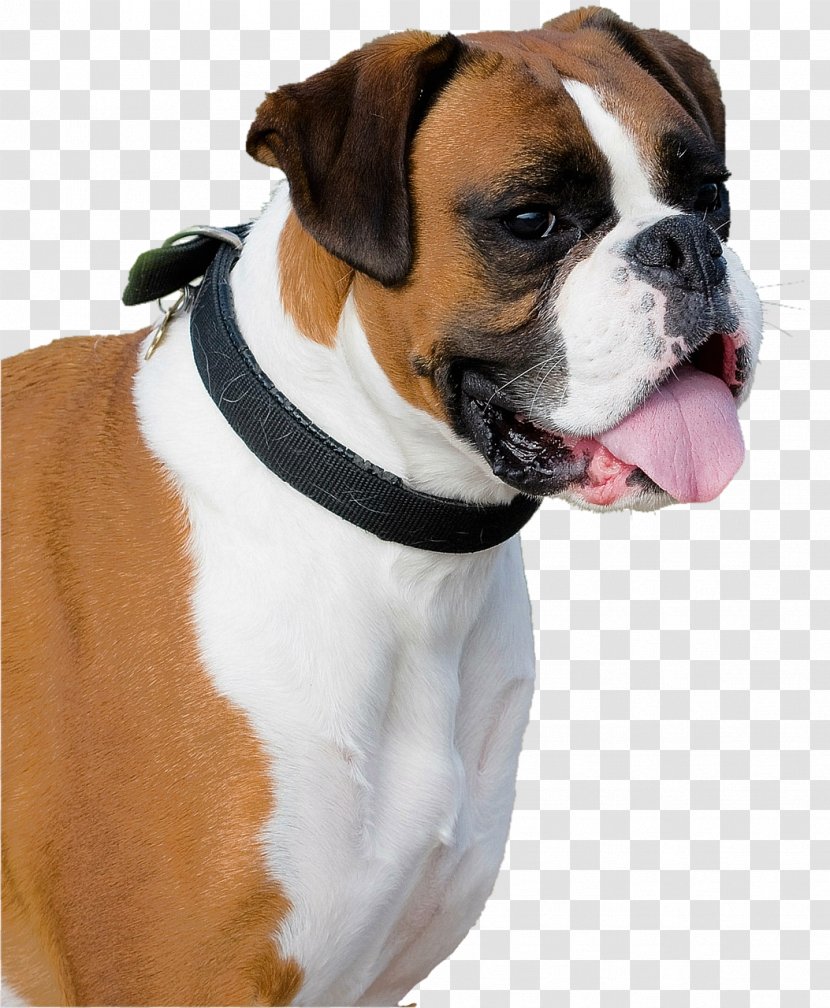 Boxer Old English Bulldog Cordoba Fighting Dog Pug - Breed - Puppy Transparent PNG