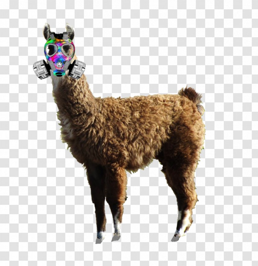 Llama Alpaca Fur Terrestrial Animal - Loose Transparent PNG