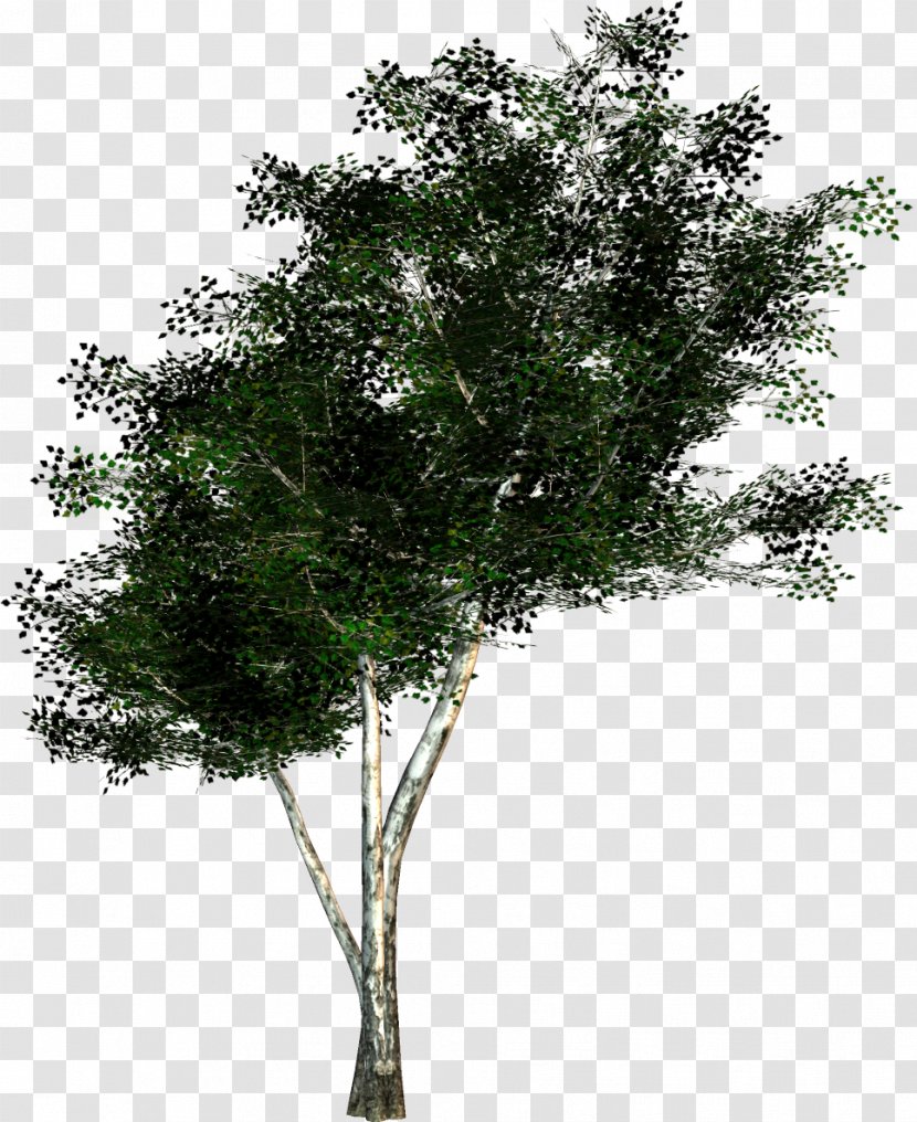 Tree Texture Mapping Twig Wavefront .obj File - Pistache Transparent PNG