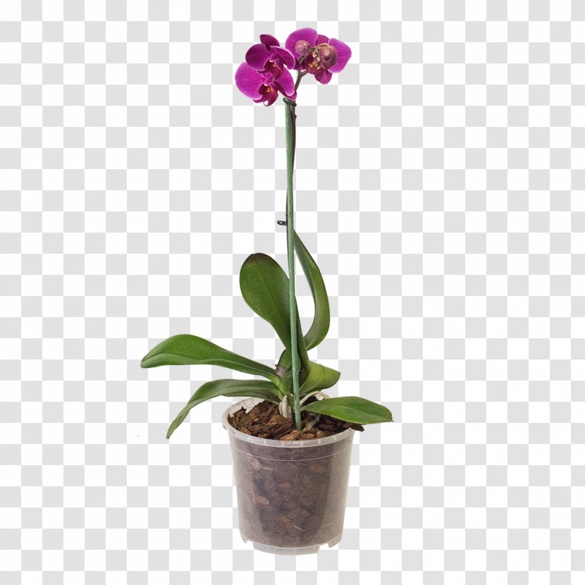 Moth Orchids Flowerpot Substrate Plant - Seed Transparent PNG