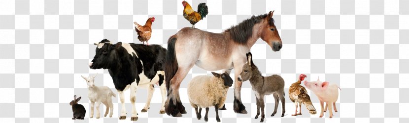 Sheep Farm Livestock Stock Photography Cattle - Animal Figure - Animaux Transparent PNG