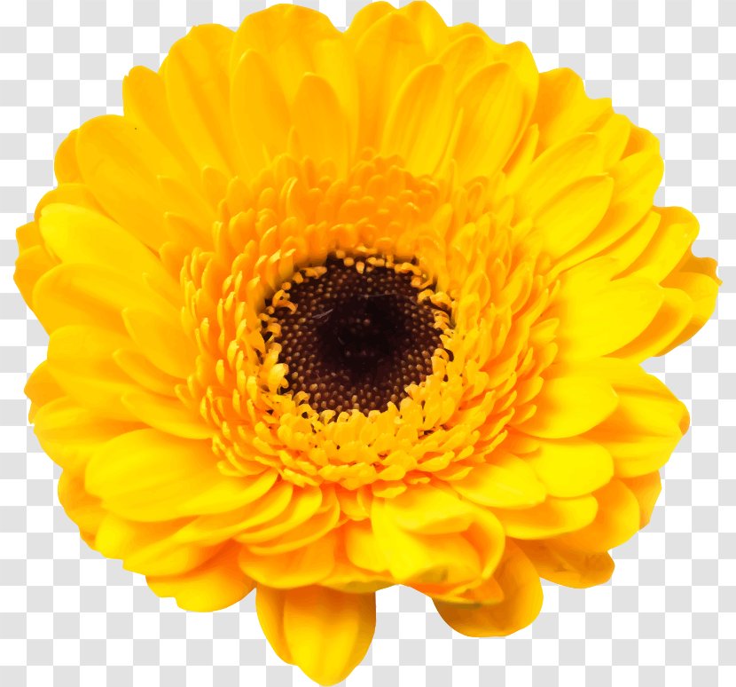 Daisy Family Cut Flowers Stock Photography Common - Flower Transparent PNG