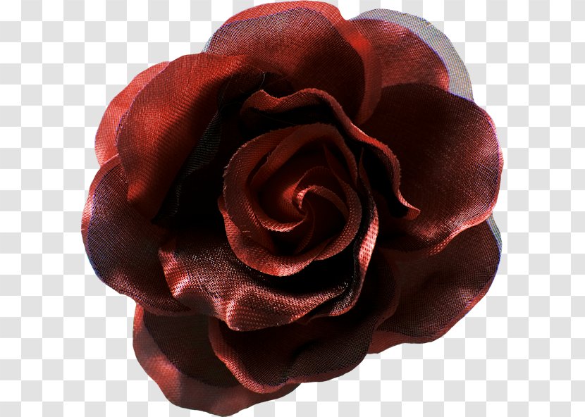 Garden Roses Cut Flowers Petal - Rose Transparent PNG
