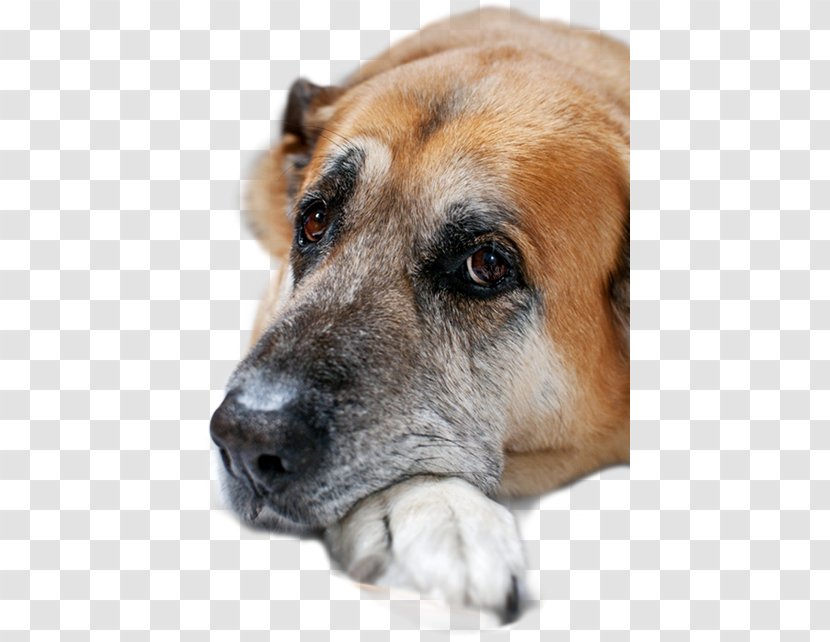 Dog Breed Pet Cat Black Mouth Cur Veterinarian - Whiskers - Rescue Transparent PNG