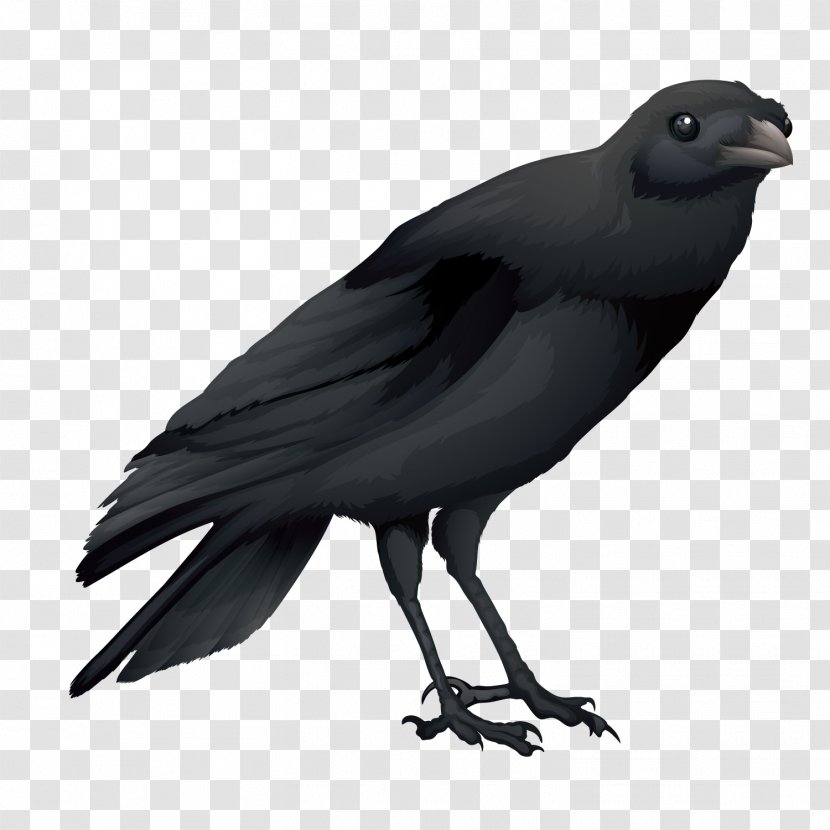 Hooded Crow Common Raven Australian Bird - Carrion - Vector Black Transparent PNG