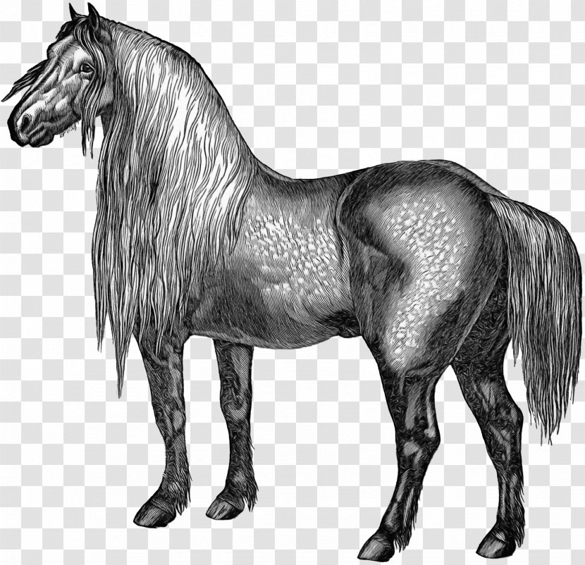 Mustang Stallion Mare Foal Arabian Horse - Pony Transparent PNG