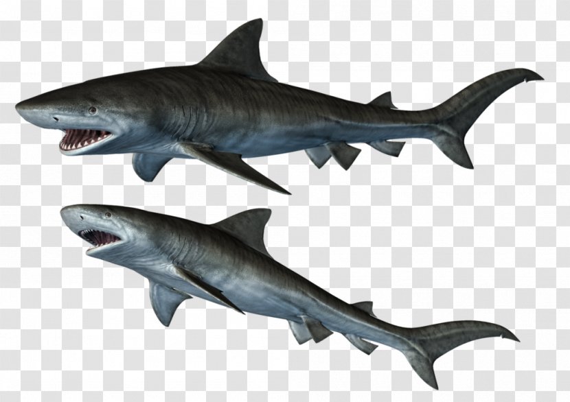 Bull Shark Iron-on - Cartilaginous Fish - Sharks Transparent PNG