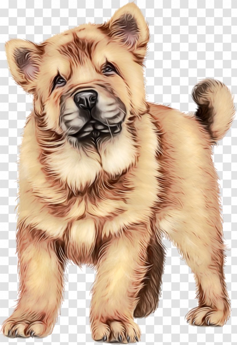 Puppy Icelandic Sheepdog Eurasier Cat Animal - Drawing Nonsporting Group Transparent PNG