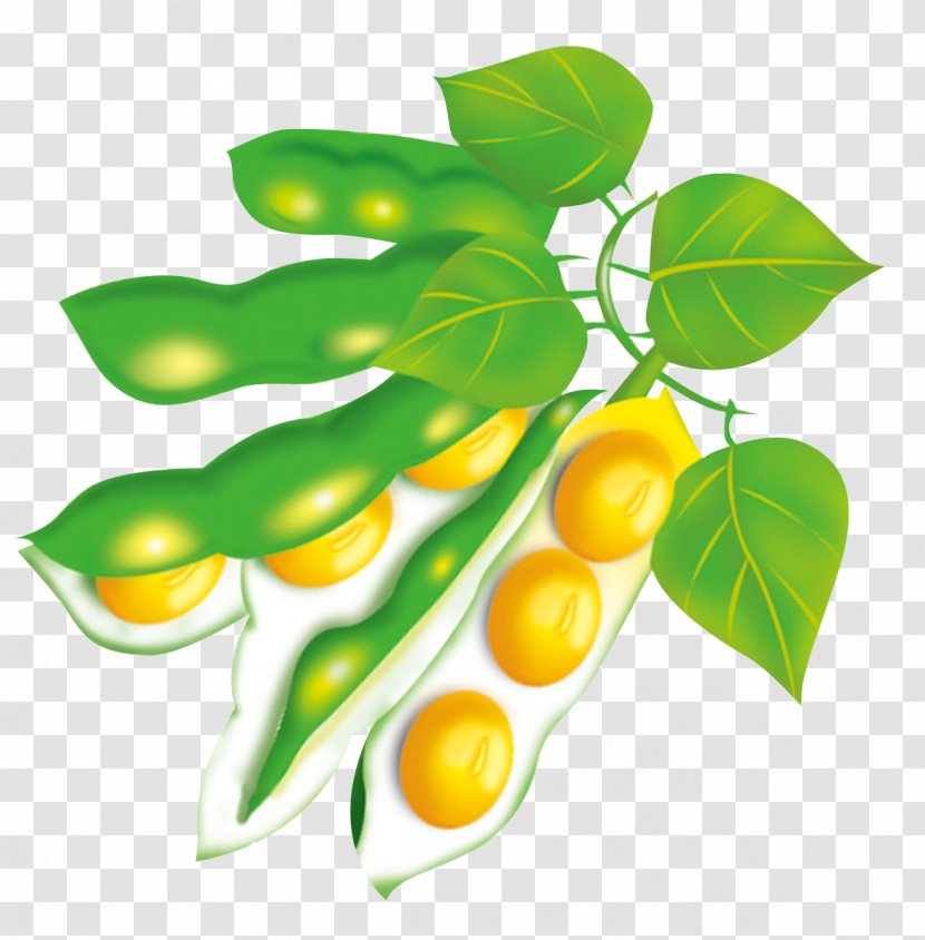 Soy Milk Soybean Cultivo De Soja - Yellow - Green Beans Transparent PNG