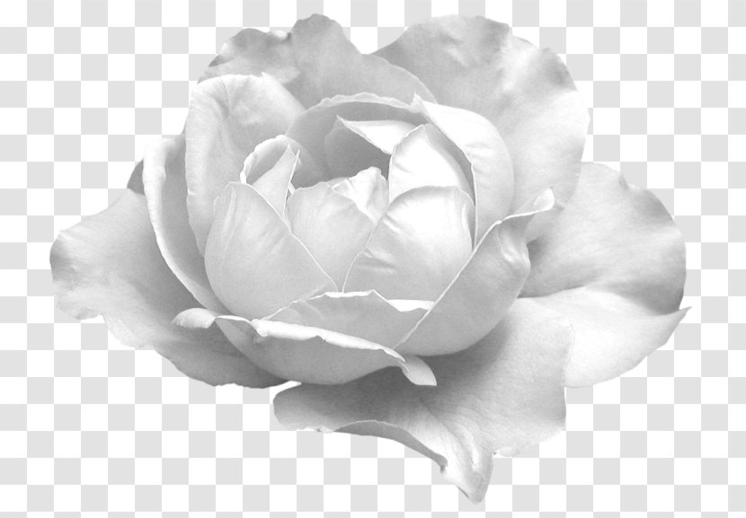 Garden Roses Cabbage Rose Floribunda Flower Petal Transparent PNG