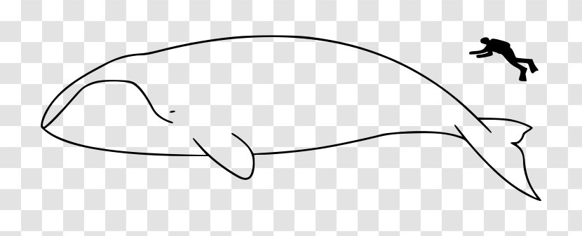 Bowhead Whale Right Whales Cetaceans Blue Bryde's - Cartoon Transparent PNG