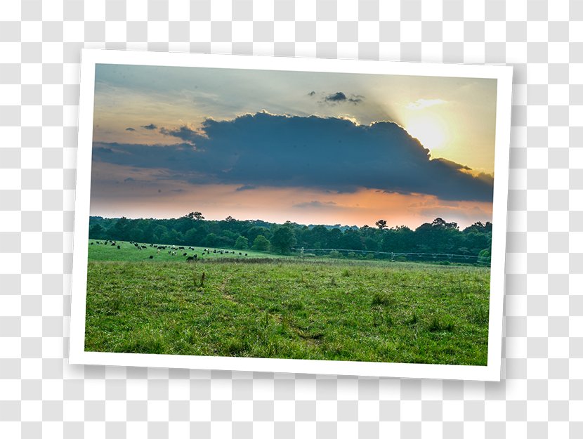 Dairy Farming Working Cows Family Farm - Poster - Organic Transparent PNG