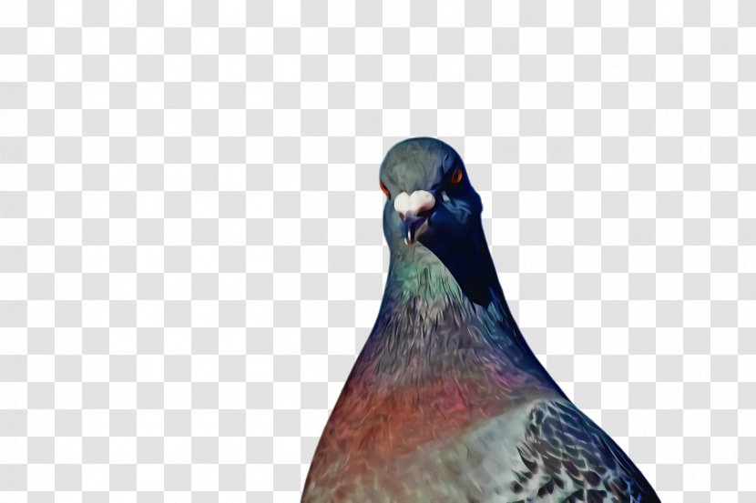Pigeons And Doves Beak Bird Close-up Animal - Neck - Wildlife Stock Dove Transparent PNG