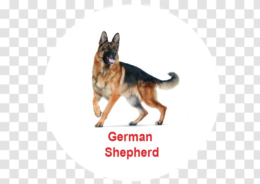 German Shepherd Pit Bull Puppy Dog Breed Pet - Food - Golden Chrysanthemum Transparent PNG