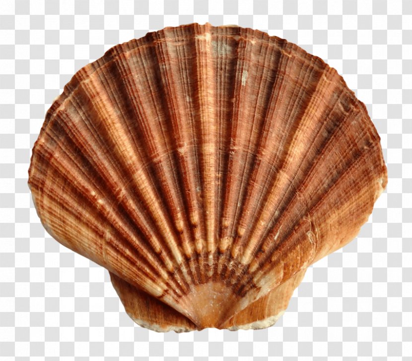 Cockle Seashell - Pectinidae Transparent PNG