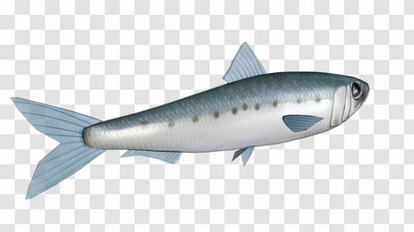 Sardine Mackerel Oily Fish Herring Milkfish - Computer Transparent PNG