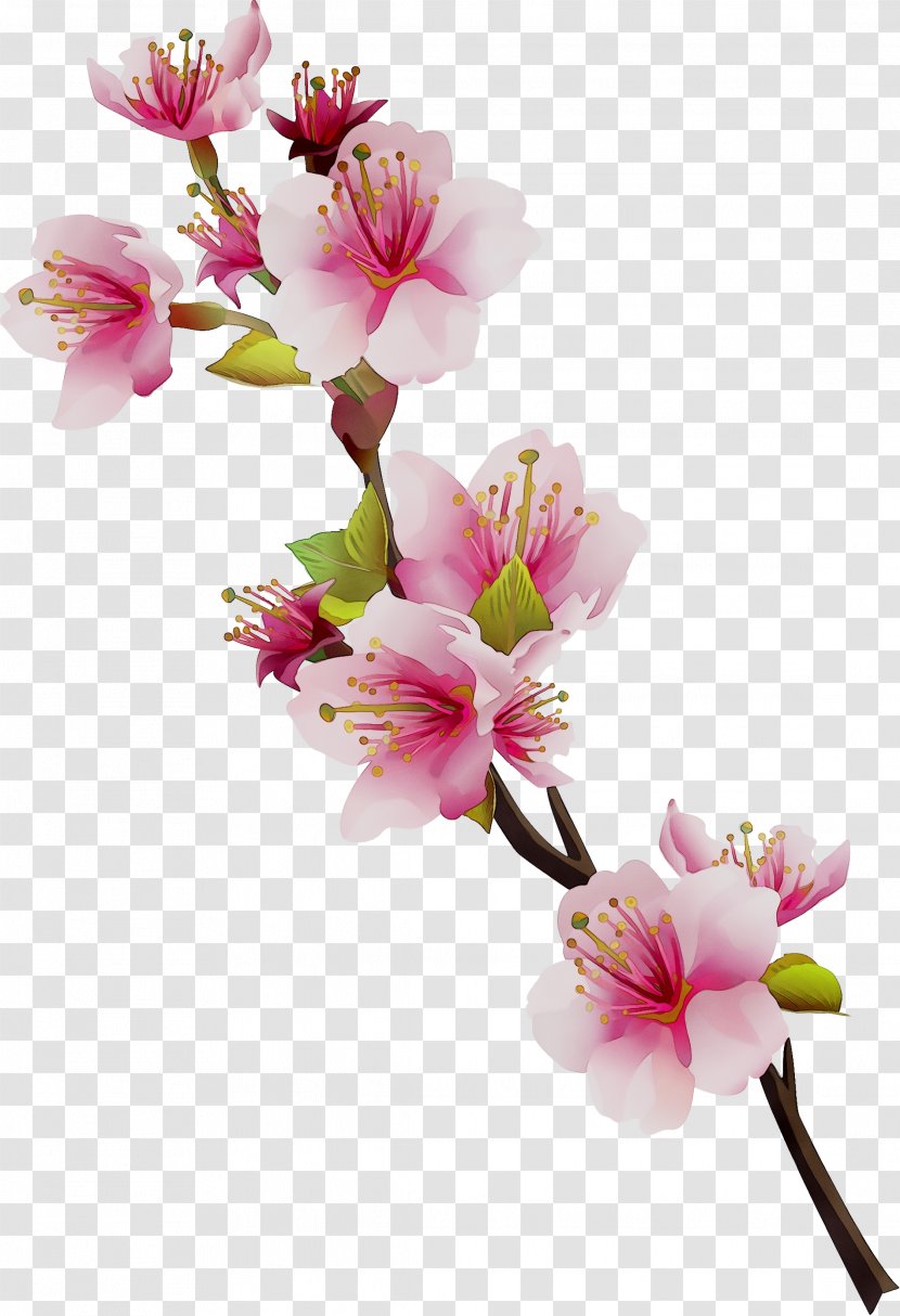 Lily Of The Incas Cut Flowers ST.AU.150 MIN.V.UNC.NR AD Cherry Blossom - Twig Transparent PNG