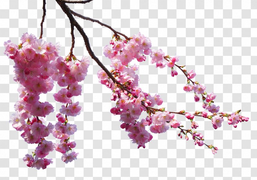 Cherry Blossom - Spring - Beautiful Transparent PNG