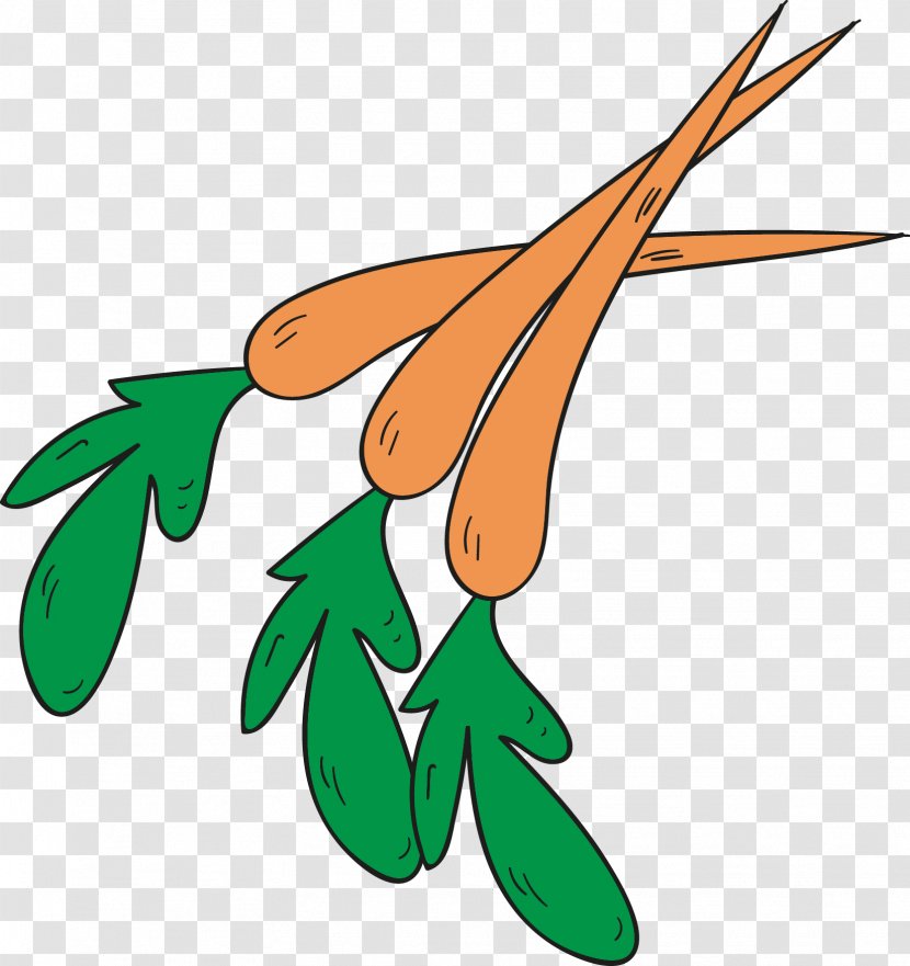 Organic Food - Carrot - The Green Leaves On Transparent PNG