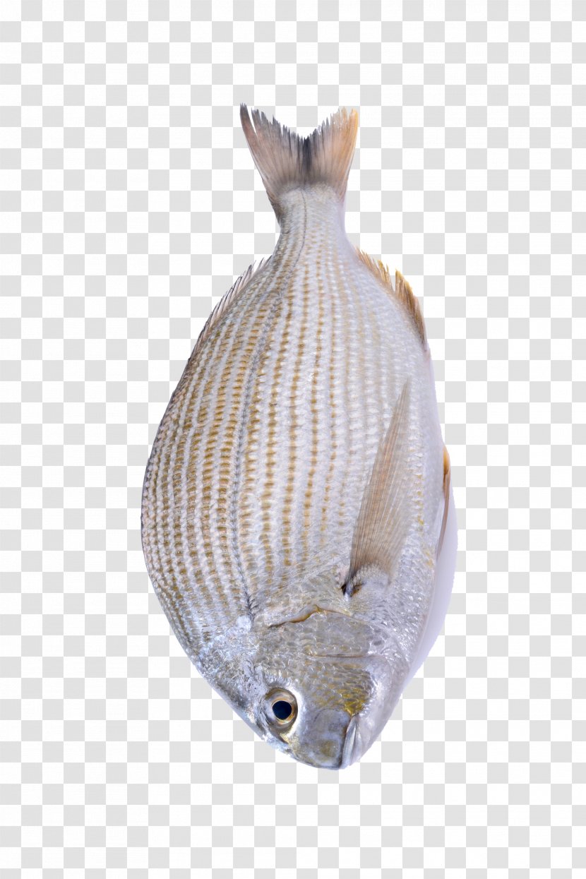 Seafood Fish As Food - Japanese Horse Mackerel - A Transparent PNG