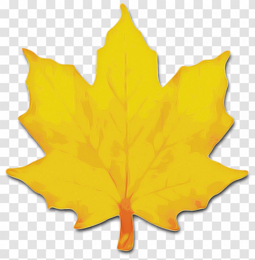 Maple Leaf - Yellow - Flowering Plant Deciduous Transparent PNG