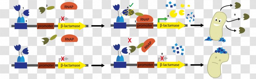 Two-hybrid Screening DNA-binding Protein Bacteria RNA Polymerase - Repressor - Dnabinding Transparent PNG