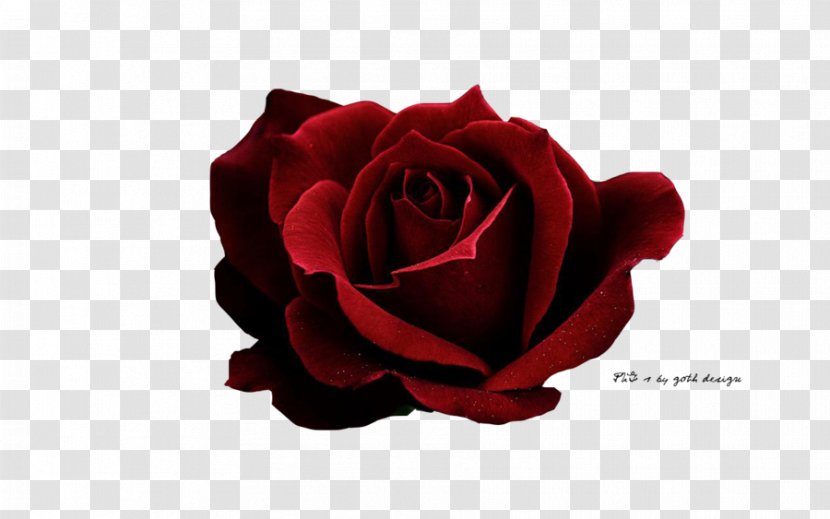 Garden Roses Red Vermelho Escuro - Cut Flowers - Beach Rose Transparent PNG