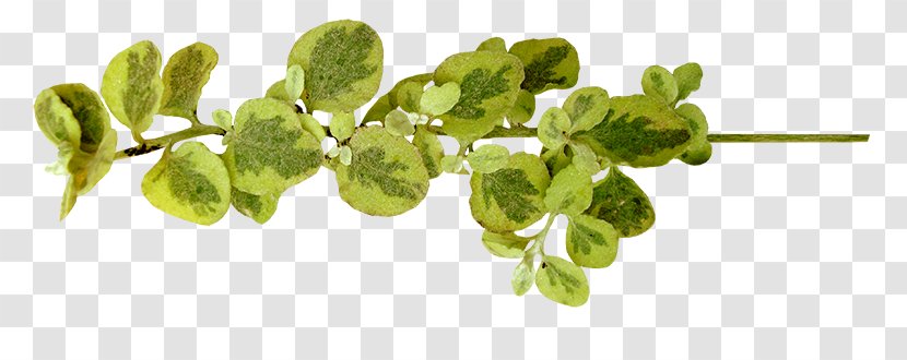 Herb Plant Stem Transparent PNG