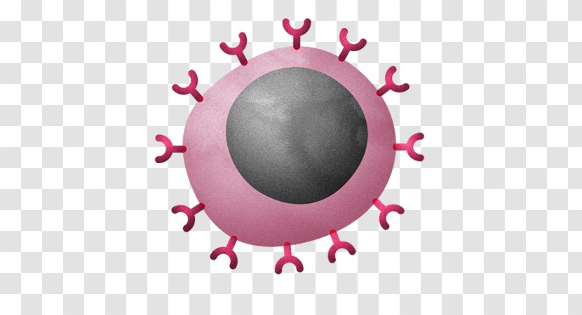 Cytotoxic T Cell Lymphocyte Immune System Immunity - Antigen - Cells Transparent PNG