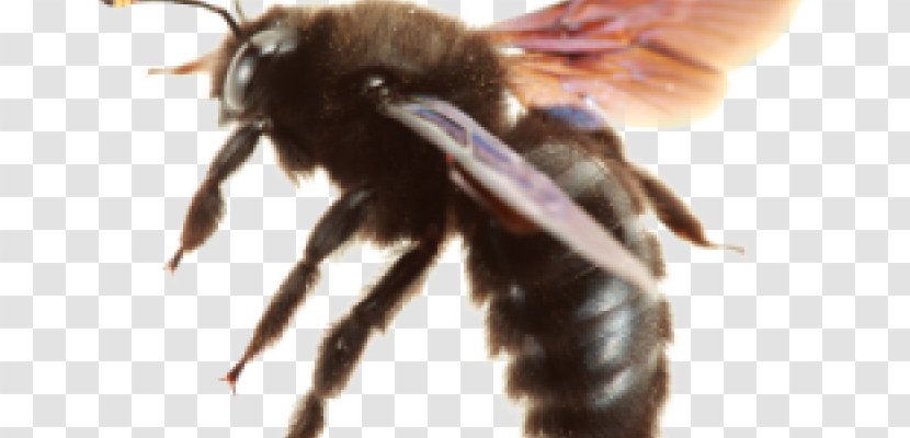 Insect The Carpenter Bee Apidae - Bees Transparent PNG