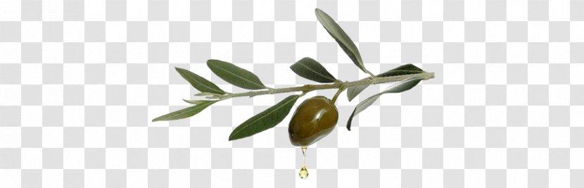 Olive Oil Twig Photography Plant Stem - Dripping Transparent PNG