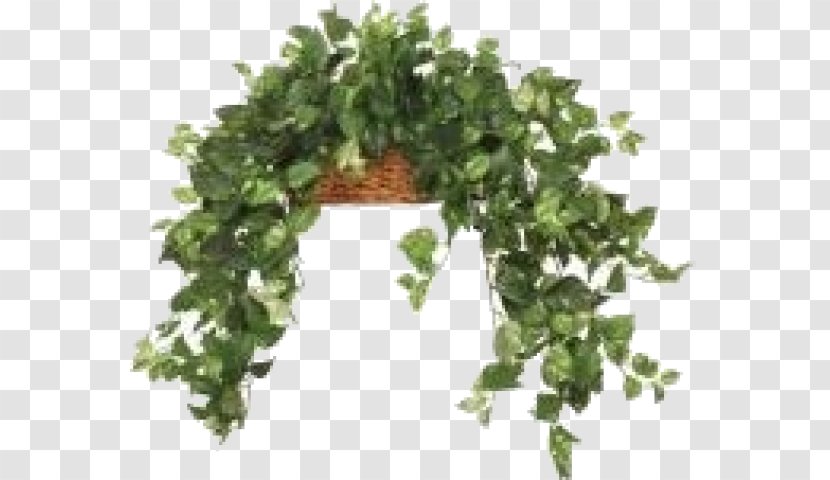 Leaf Vegetable Herb Flowerpot Tree - Plant Transparent PNG