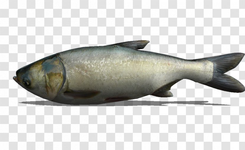 Milkfish Marine Biology Salmon As Food Oily Fish - Silver Carp Transparent PNG